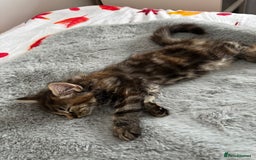 British Longhair cats for sale: Beautiful female kitten (ready now) - Image 5