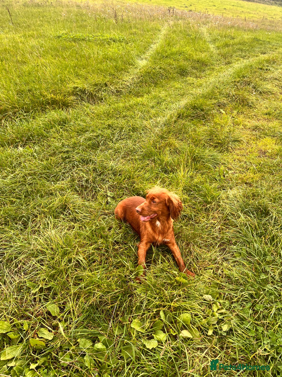 Cocker Spaniel dogs for sale: KC working cocker spaniel  - Image 5