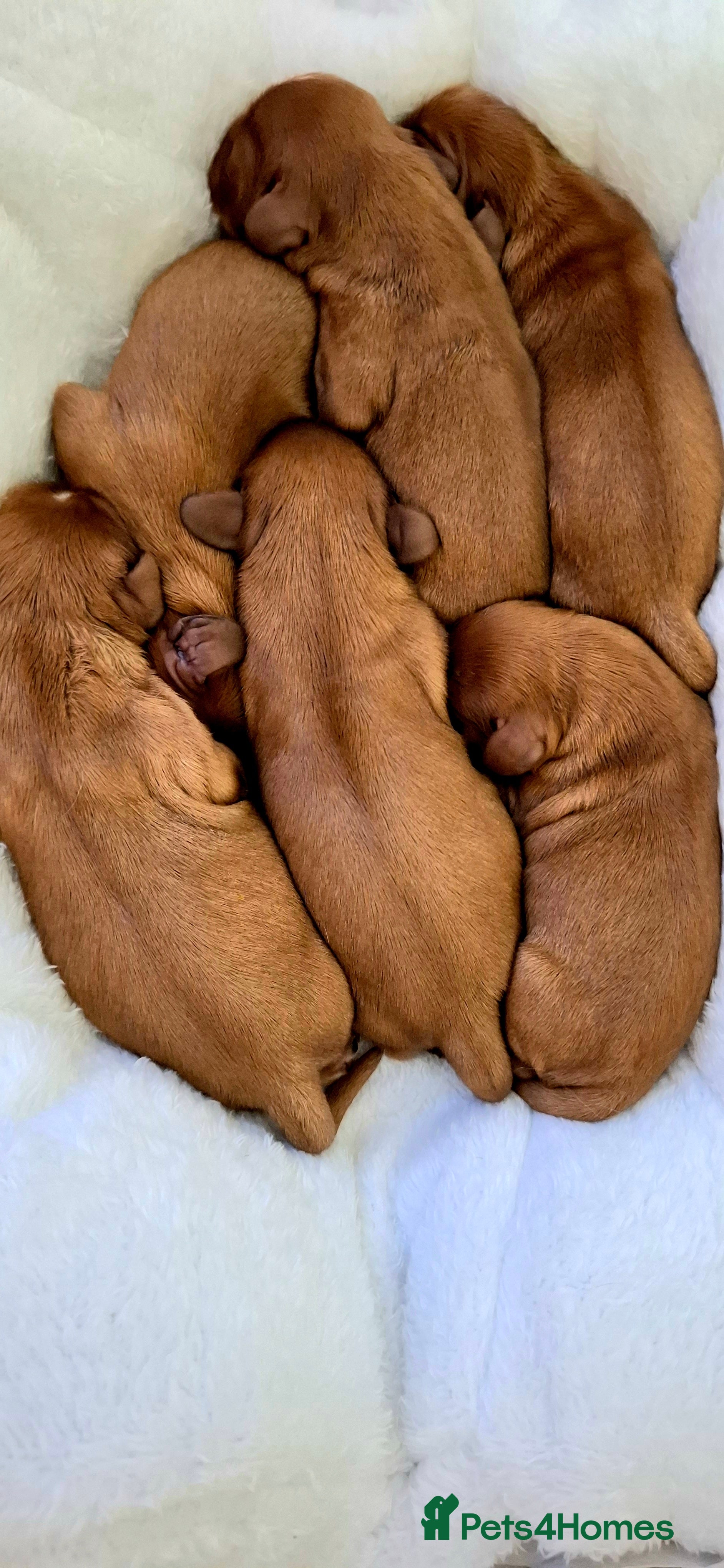 Cavalier King Charles Spaniel dogs 🥇❤️Beautiful Cavalier King Charles Spaniel 🐾⭐️ - Advert 1