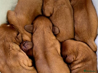 Cavalier King Charles Spaniel dogs 🥇❤️Beautiful Cavalier King Charles Spaniel 🐾⭐️ - Advert 18