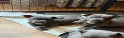 Mixed Breed dogs for sale: Amazing blue Chaffy puppies - Advert 7