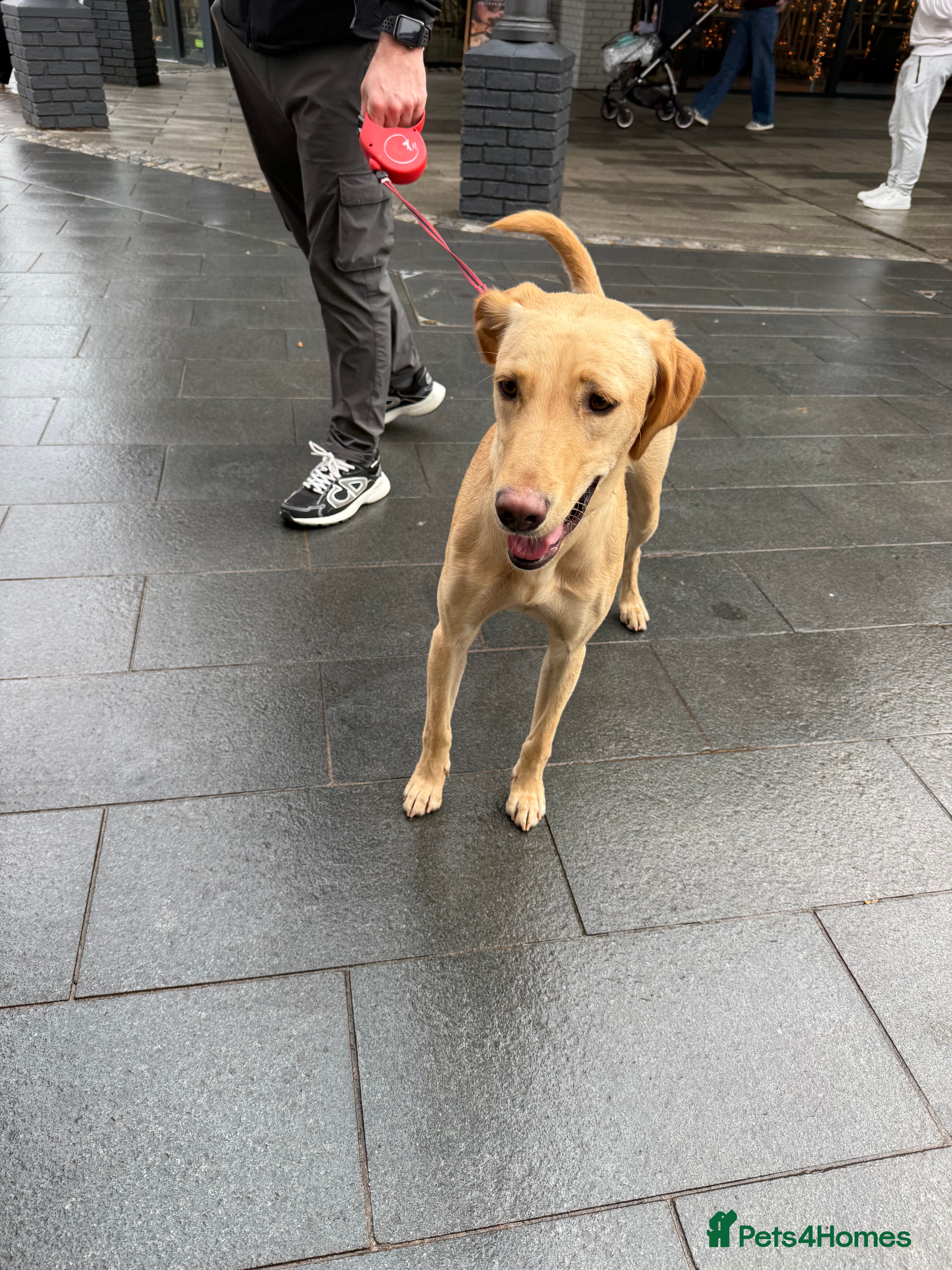 Mixed Breed dogs Luna female  - Advert 1