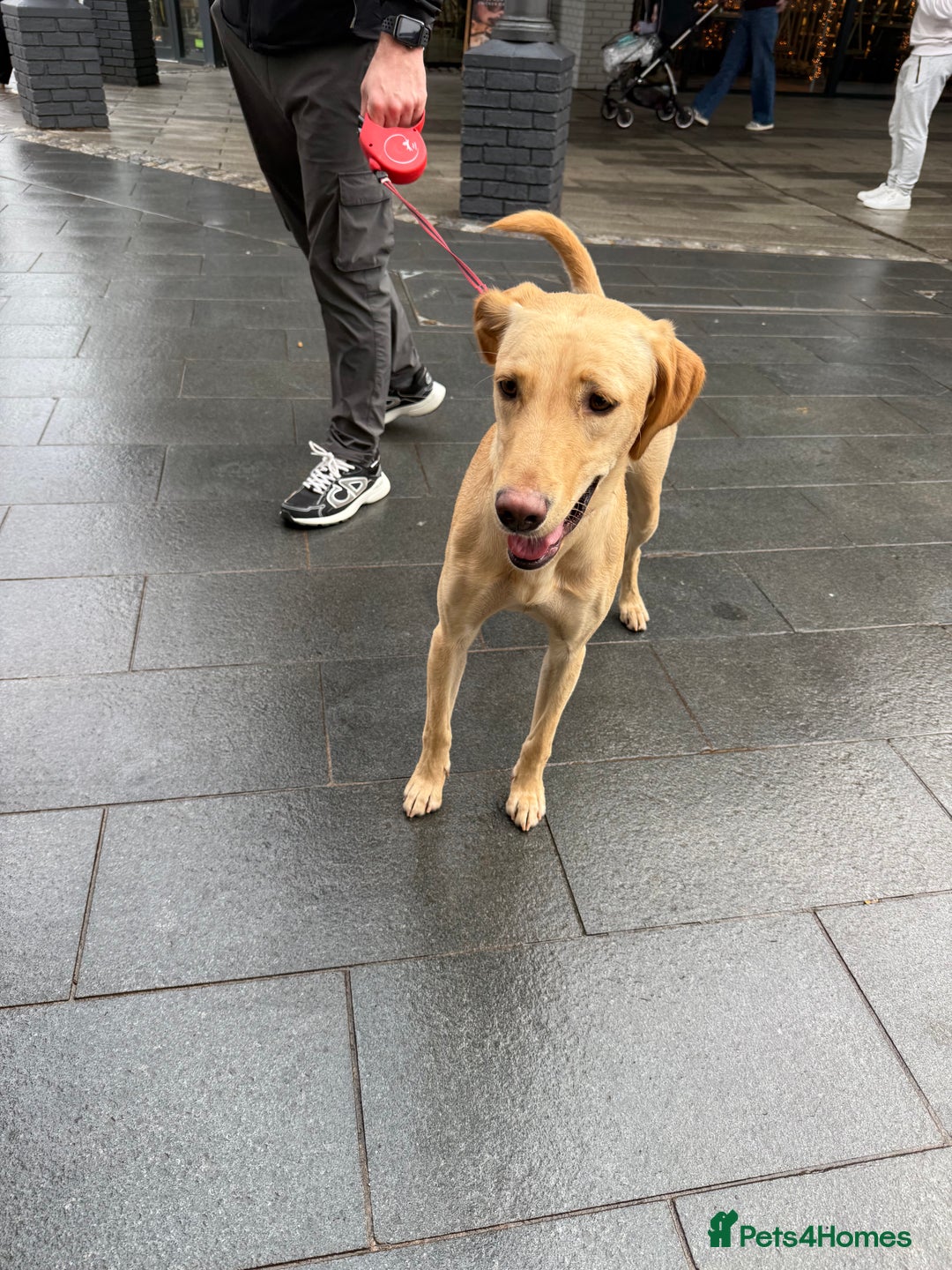 Mixed Breed dogs for sale: Luna female  - Advert 1