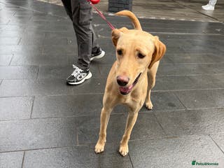 Mixed Breed dogs Luna female - Advert 1