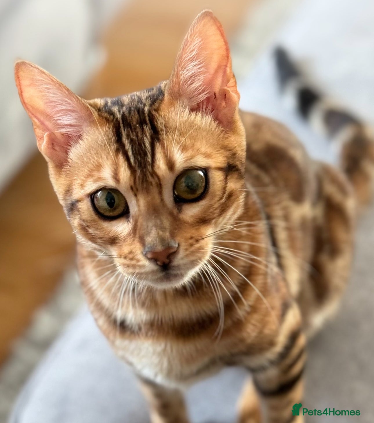 Bengal cats Beautiful Bengal - Advert 9
