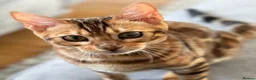 Bengal cats for sale: Beautiful Bengal - Advert 1