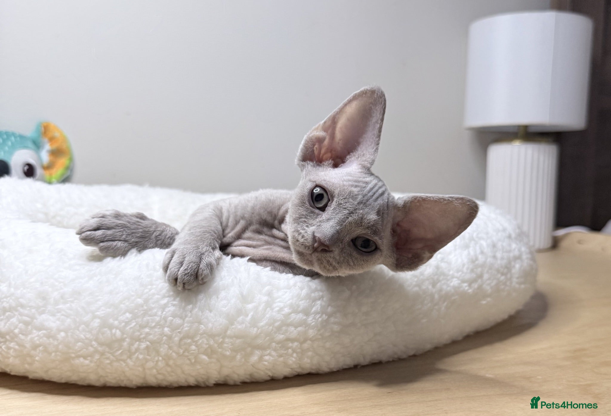 Devon Rex cats Beautiful blue boy and lilac girl!!!!! - Advert 5