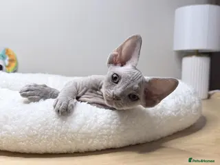 Devon Rex cats Beautiful blue boy and lilac girl!!!!! - Advert 6
