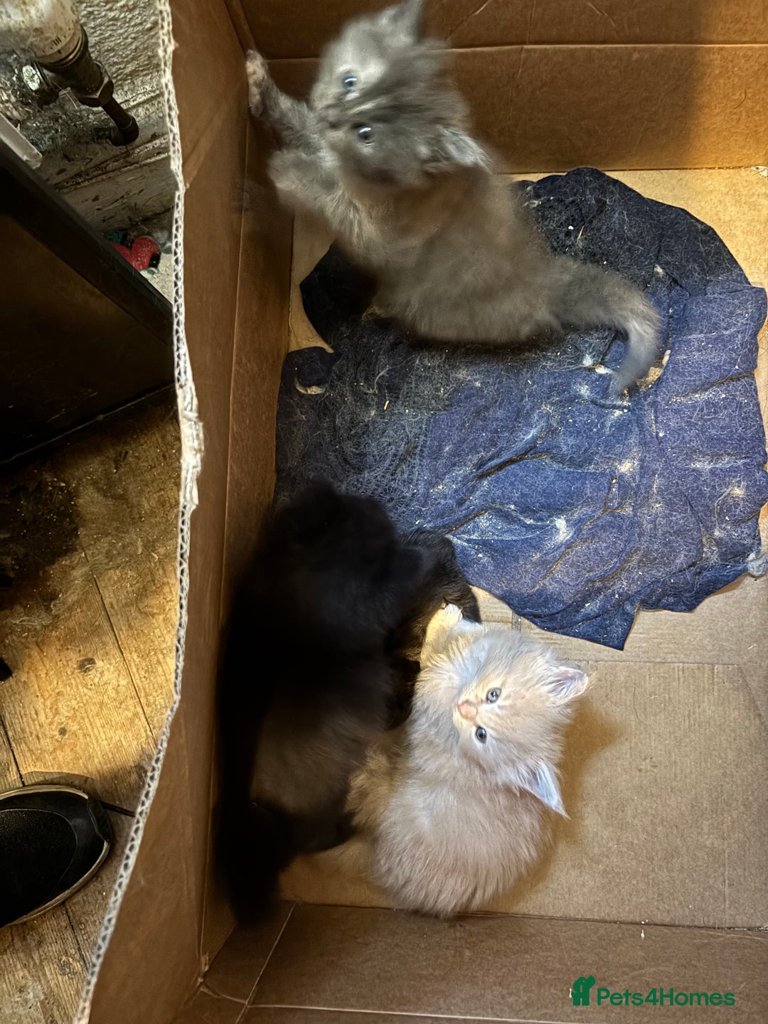 Maine Coon cats for sale: Maine Coon kittens  - Image 12