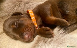 Dobermann dogs for sale: KC REGISTERED HEALTH TESTED DOBERMAN PUPS - Image 30