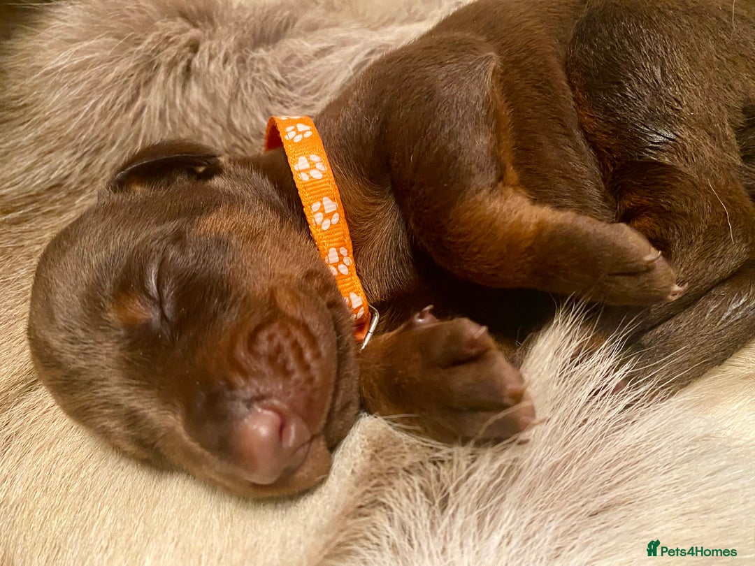 Dobermann dogs for sale: KC REGISTERED HEALTH TESTED DOBERMAN PUPS - Image 30