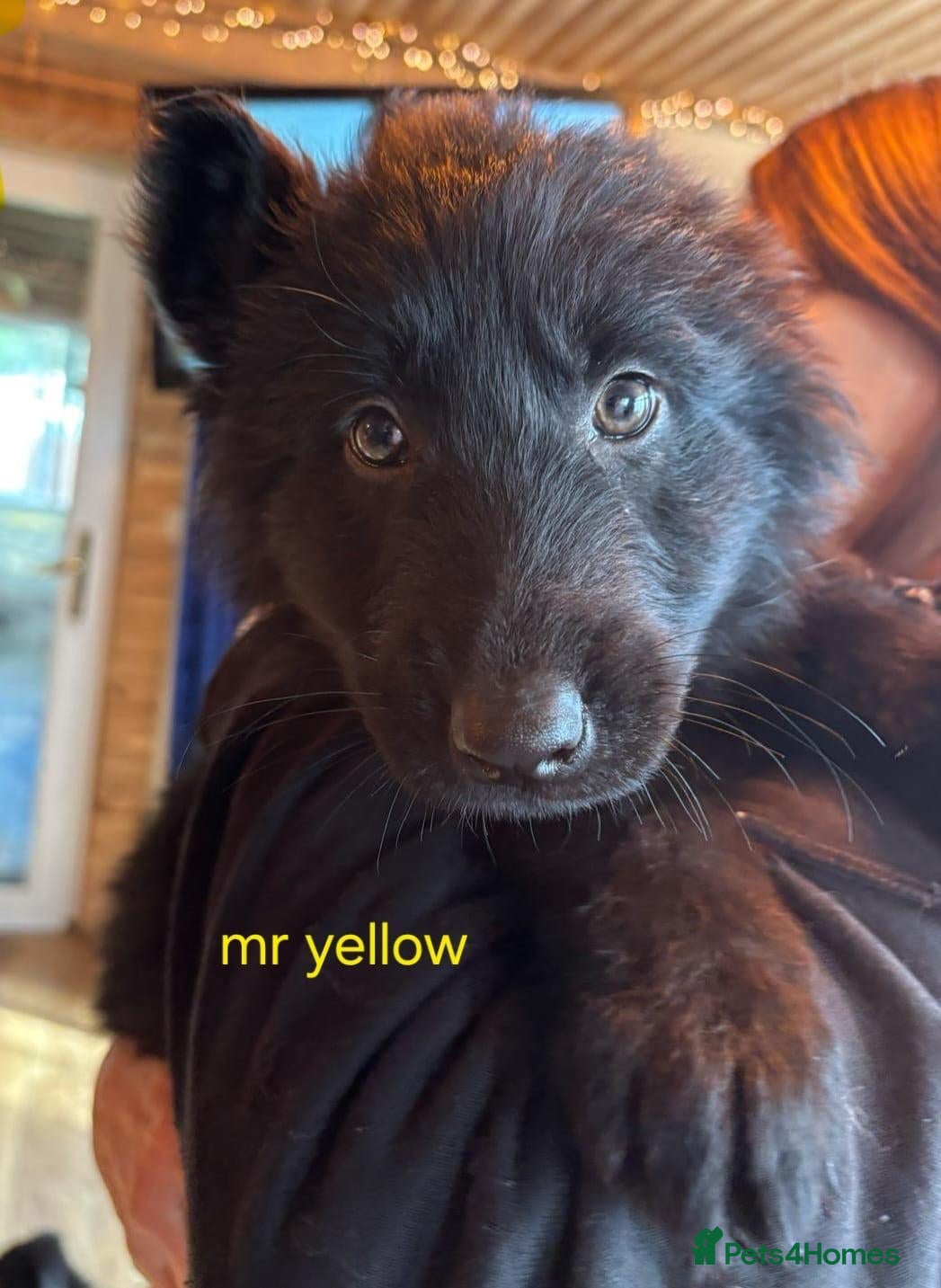 German Shepherd dogs Black German shepherd puppies for sale £1000 ono in Winchester - Advert 2