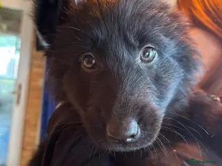 German Shepherd dogs Black German shepherd puppies for sale £1000 ono in Winchester - Advert 2