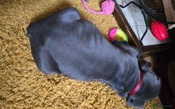 Cane Corso dogs for sale: My puppies  - Image 6