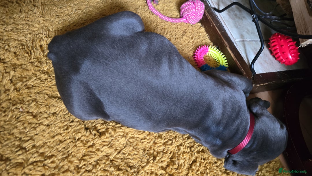 Cane Corso dogs for sale: My puppies  - Image 6