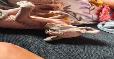 Sphynx cats - Advert 2