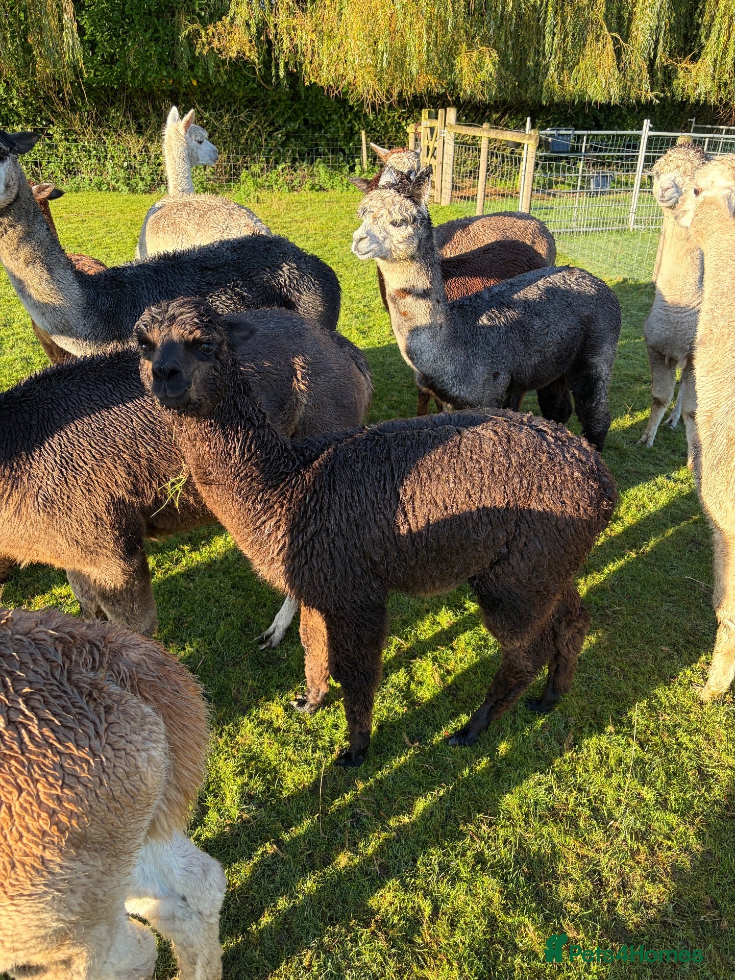 Alpaca livestock Beautiful Baby Alpacas For Sale! - Advert 2