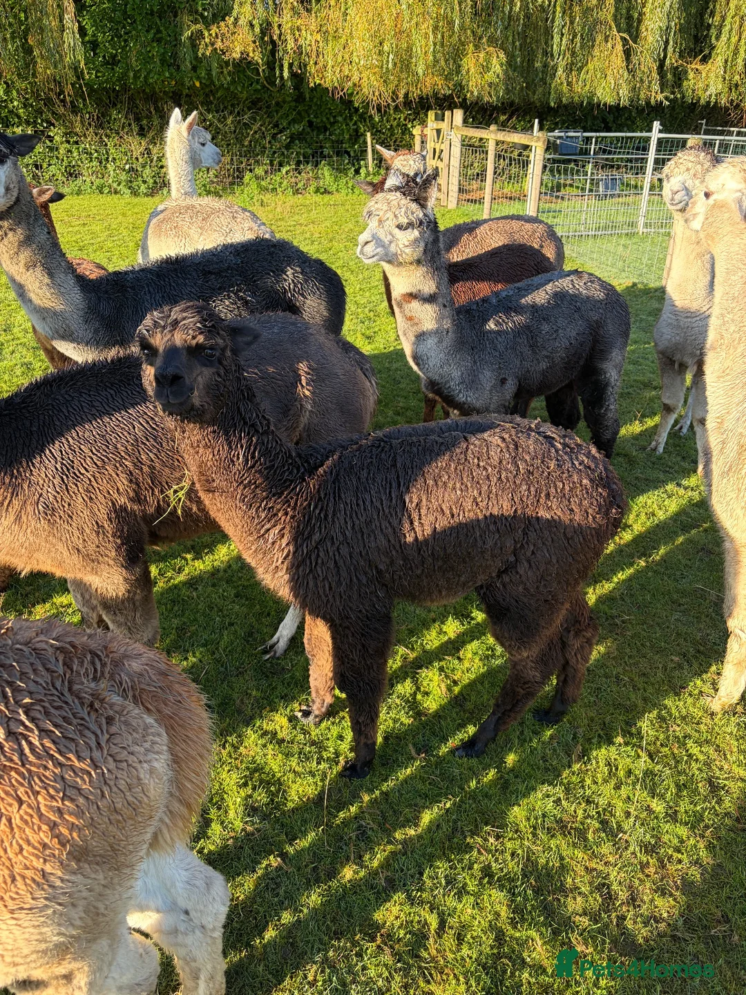 Alpaca livestock for sale: Beautiful BAS Registered Baby Alpacas For Sale! - Advert 2