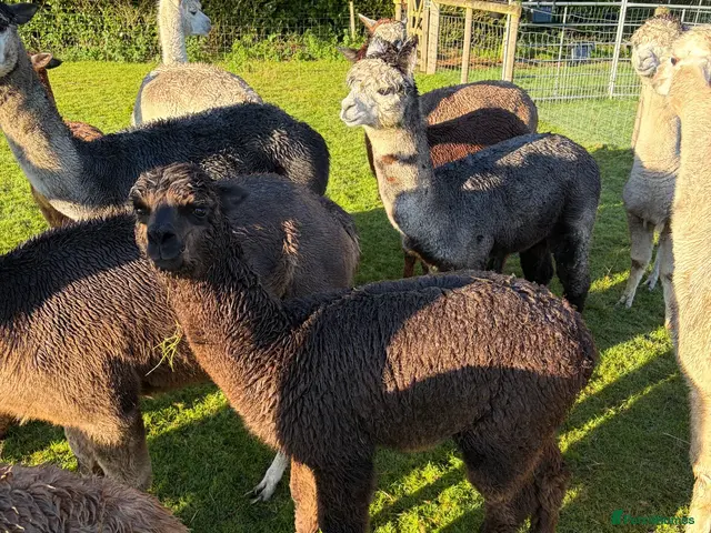 Alpaca livestock Beautiful BAS Registered Baby Alpacas For Sale! - Advert 2
