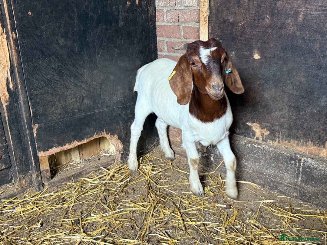 Goats livestock for sale: Nanny Boer goats for sale  - Image 3