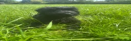 Giant Schnauzer dogs for sale: Ready now! KC Giant Schnauzer Girl Puppy - Advert 6