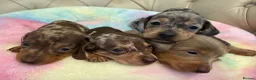 Miniature Dachshund dogs for sale: Miniature Dachshund Dapple Puppies 🐶 5🌟licensed  - Advert 6