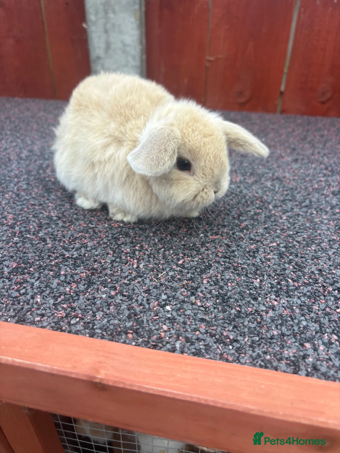 Mini Lop rabbits for sale: Beautiful Mini lops READY Now  - Advert 2