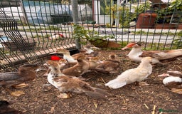 Ducks poultry for sale: Gorgeous and Muscovy ducklings - Image 6