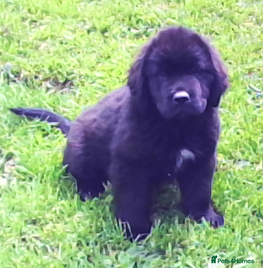 Newfoundland dogs for sale: Newfoundland Puppy 3 - Pedigree Newfoundland Female Puppy READY NOW - Image 1