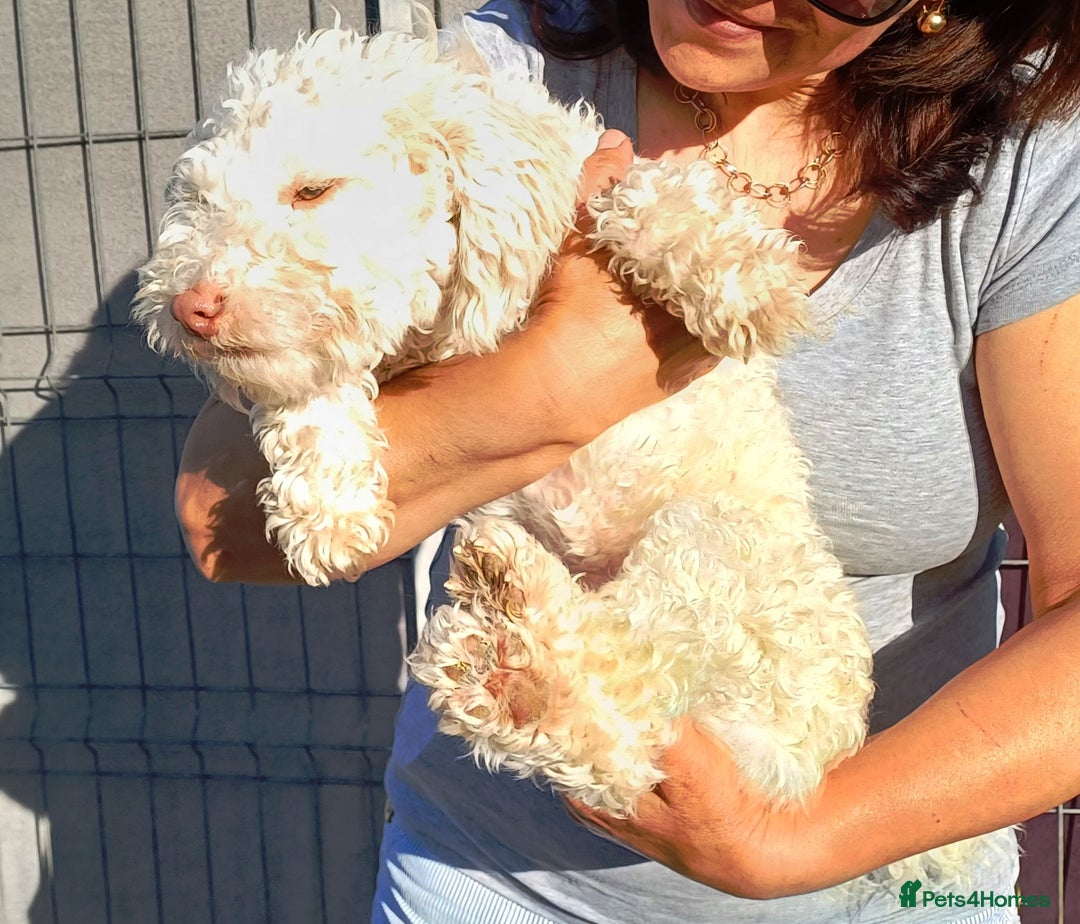 Yorkiepoo dogs for adoption: M.&K. - two inseparable friends for a Loving Home - Image 23