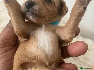 Cockapoo dogs Toy Poodle Cross Puppies, Mum & Dad Seen, London - Advert 14