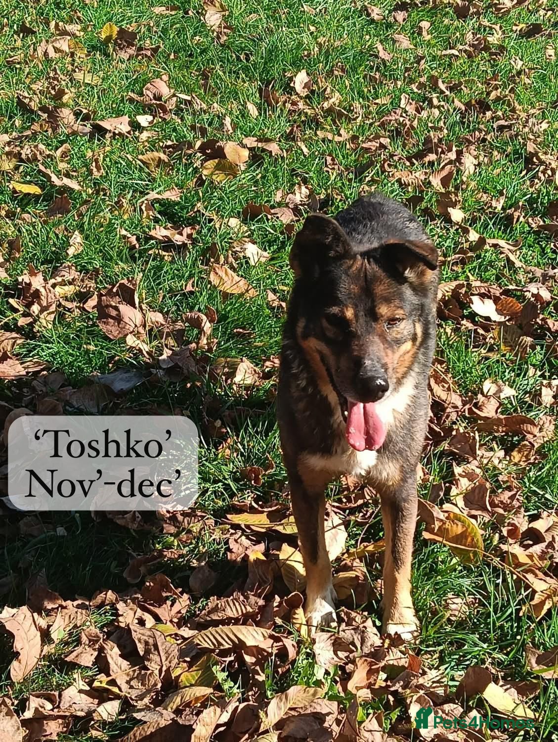 Mixed Breed dogs Toshko, approx 10 yrs. Available for adoption. - Advert 20