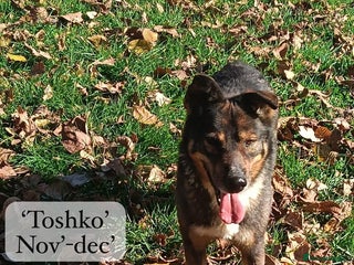 Mixed Breed dogs Toshko, approx 10 yrs. Available for adoption. - Advert 20