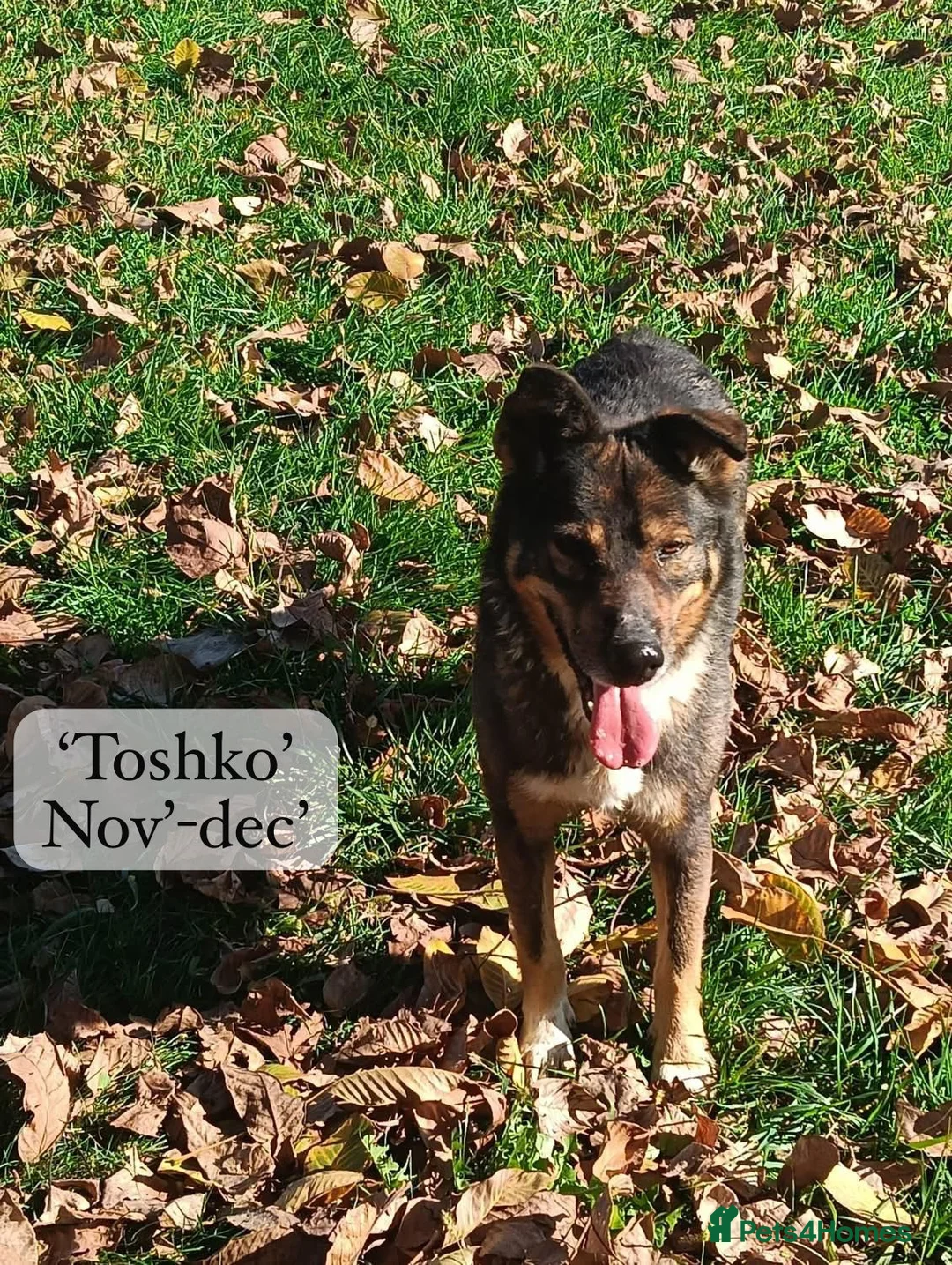 Mixed Breed dogs for adoption: Toshko, approx 10 yrs. Available for adoption. - Advert 1