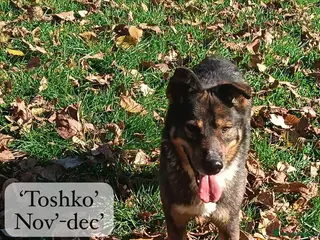 Mixed Breed dogs Toshko, approx 10 yrs. Available for adoption. - Advert 2