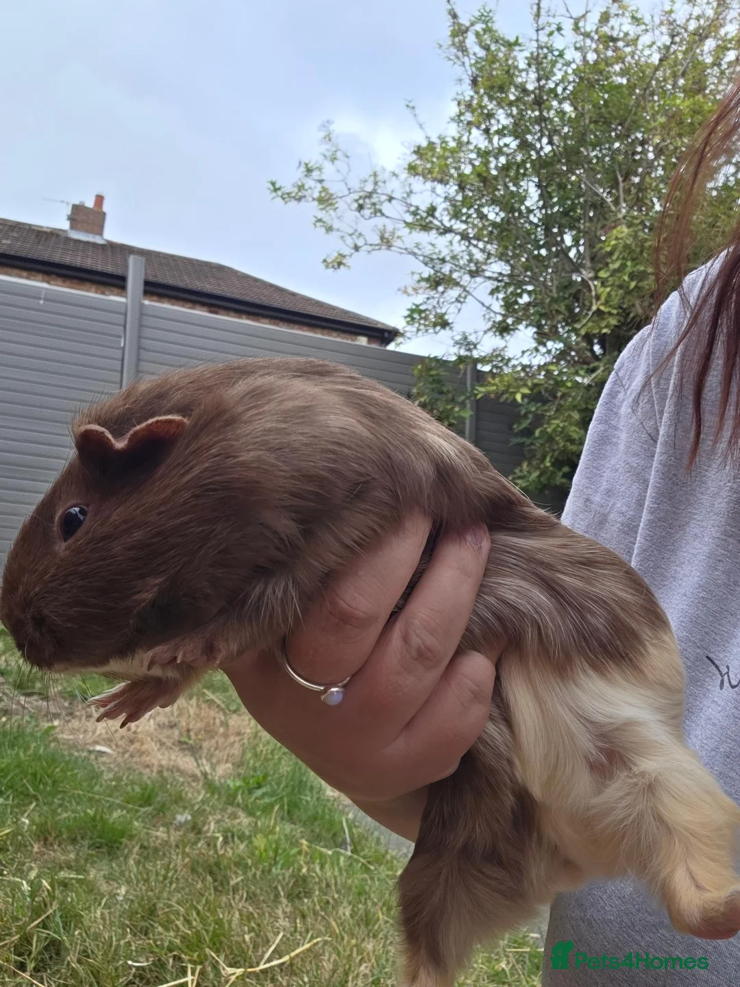 Guinea Pig rodents for sale: 2 Female Guinea Pigs in Newcastle upon Tyne - Advert 2