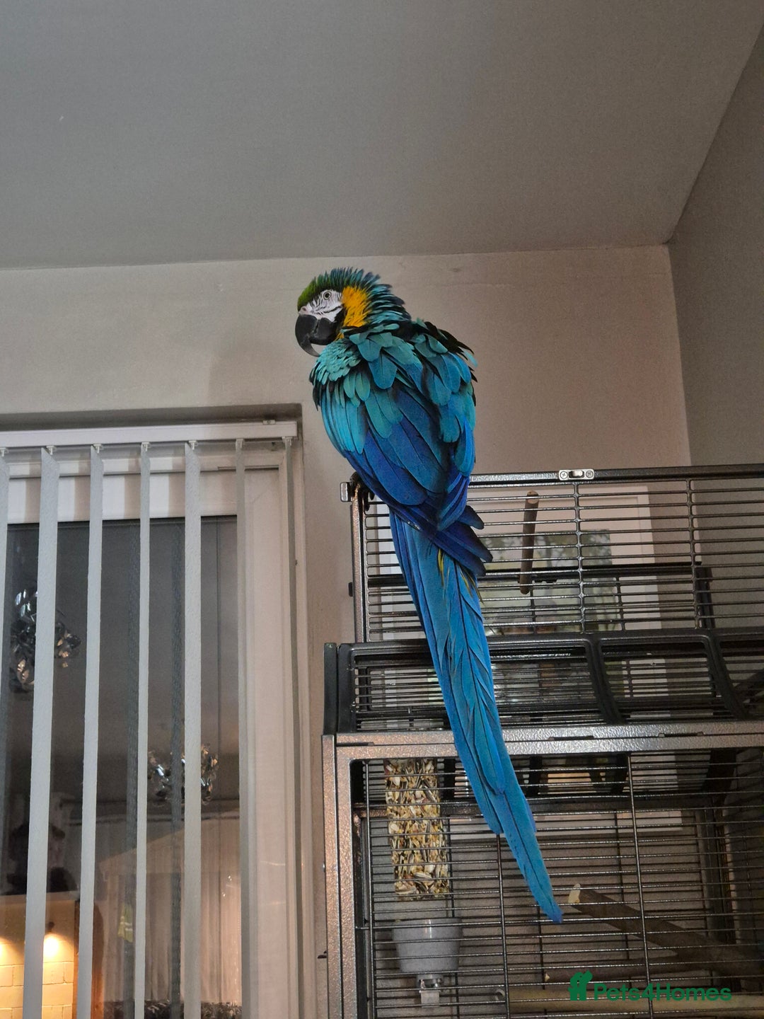 Macaws birds for sale: Blue & Gold Male Macaw - Image 11