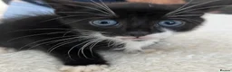 Mixed Breed cats for sale: 2 male kittens for sale £100 ono - Advert 2