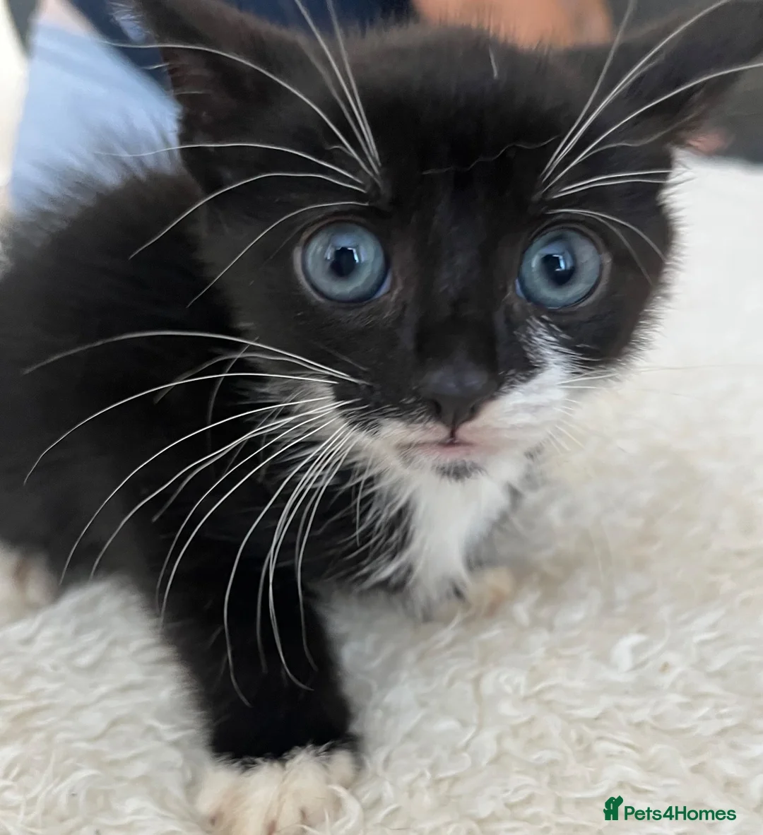 Mixed Breed cats for sale: 2 male kittens for sale £100 ono - Advert 2