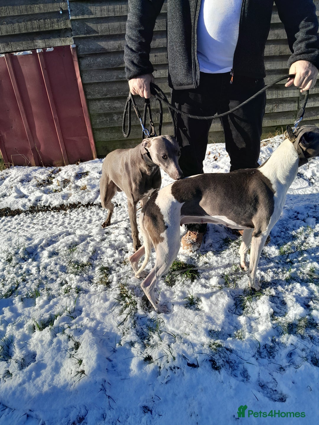 Whippet dogs for sale: Beautiful whippet puppies  - Advert 15