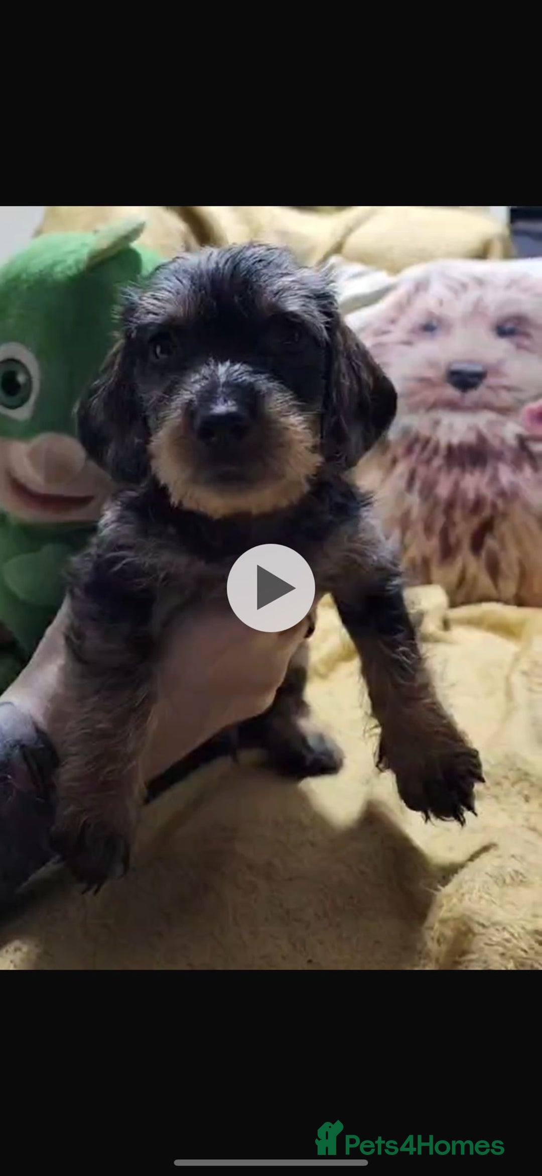 Dachshund dogs for sale: 2 male puppies ready for their forever homes. - Advert 7