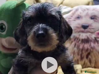 Dachshund dogs Last of the litter black and tan standard dachound - Advert 14