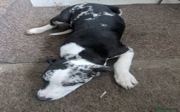 Mixed Breed dogs for sale: Three pups for sale  - Image 12