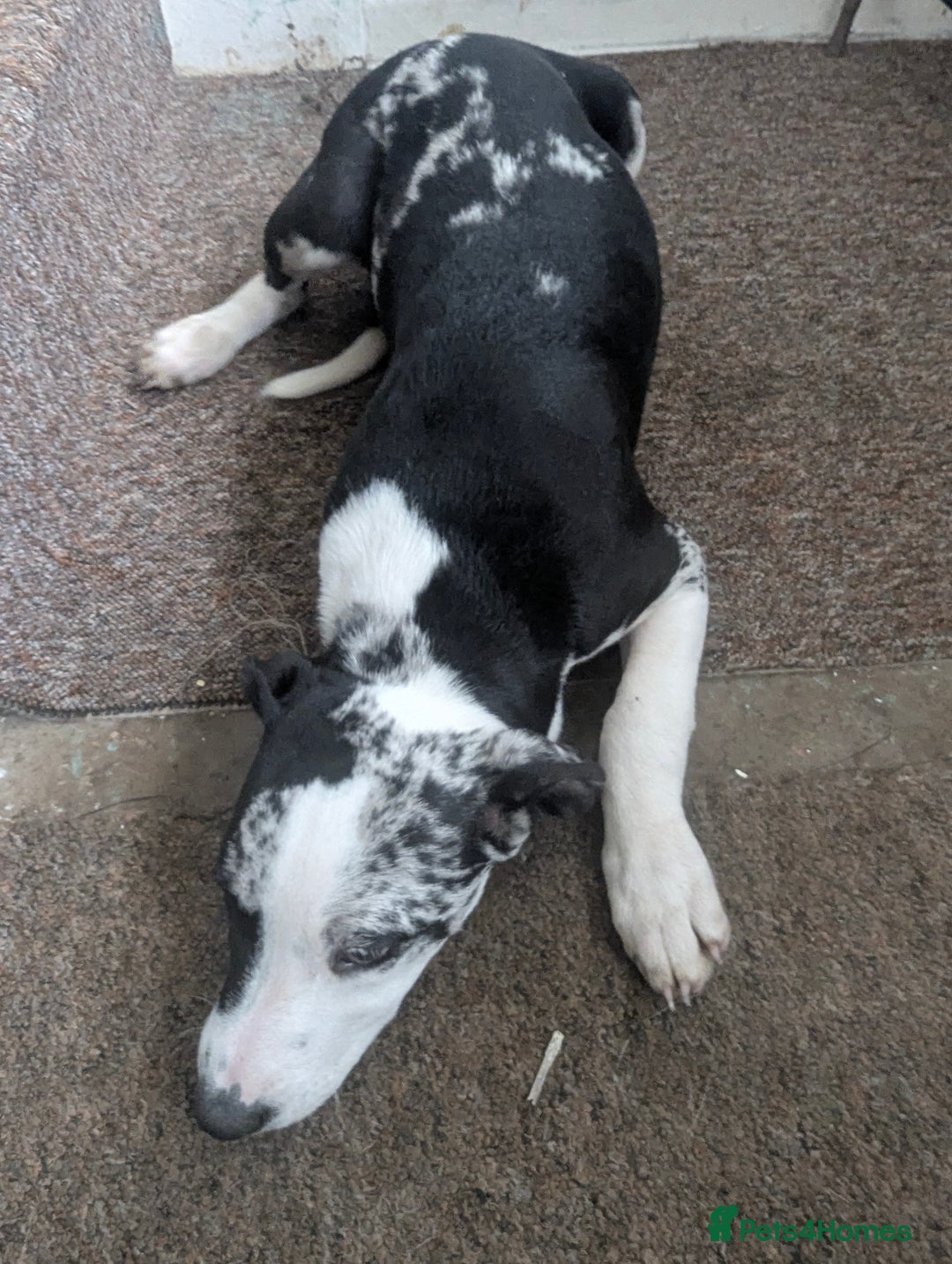 Mixed Breed dogs for sale: Three pups for sale  - Image 12