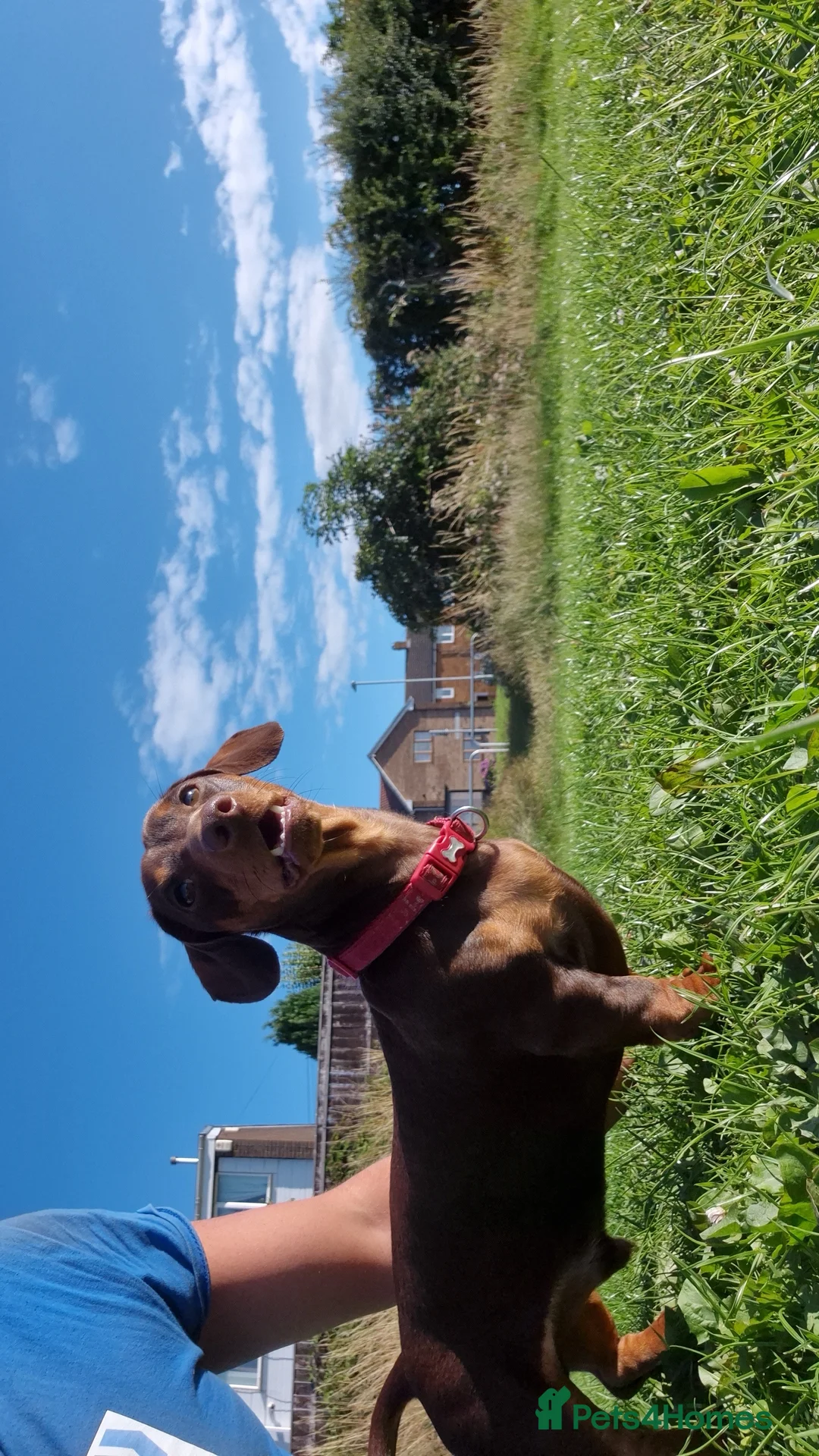 Miniature Dachshund dogs for stud: STUD available  - Advert 6