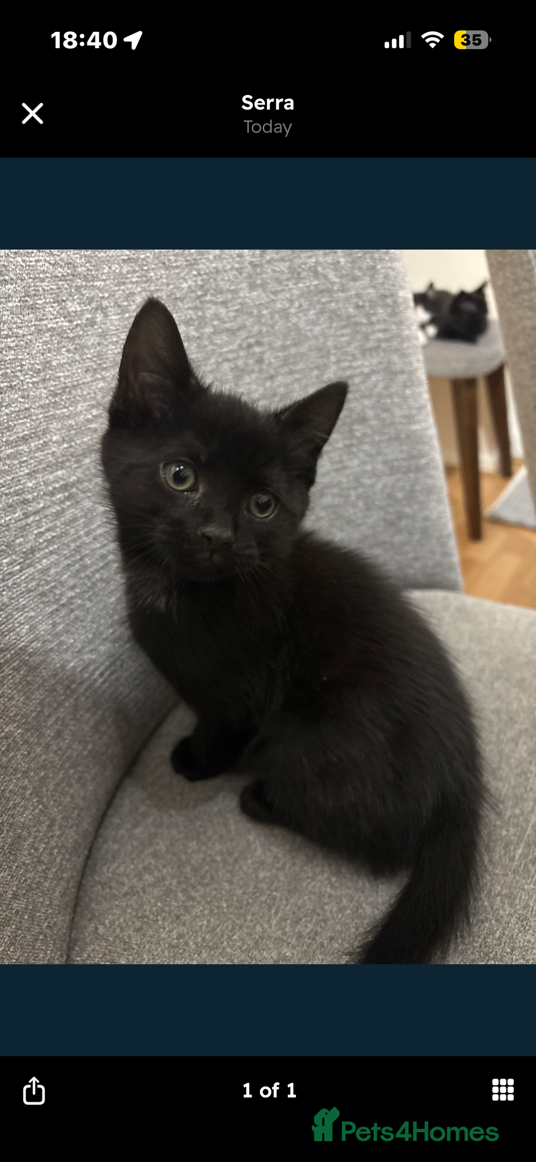 Mixed Breed cats for sale: mixed kittens - Advert 3