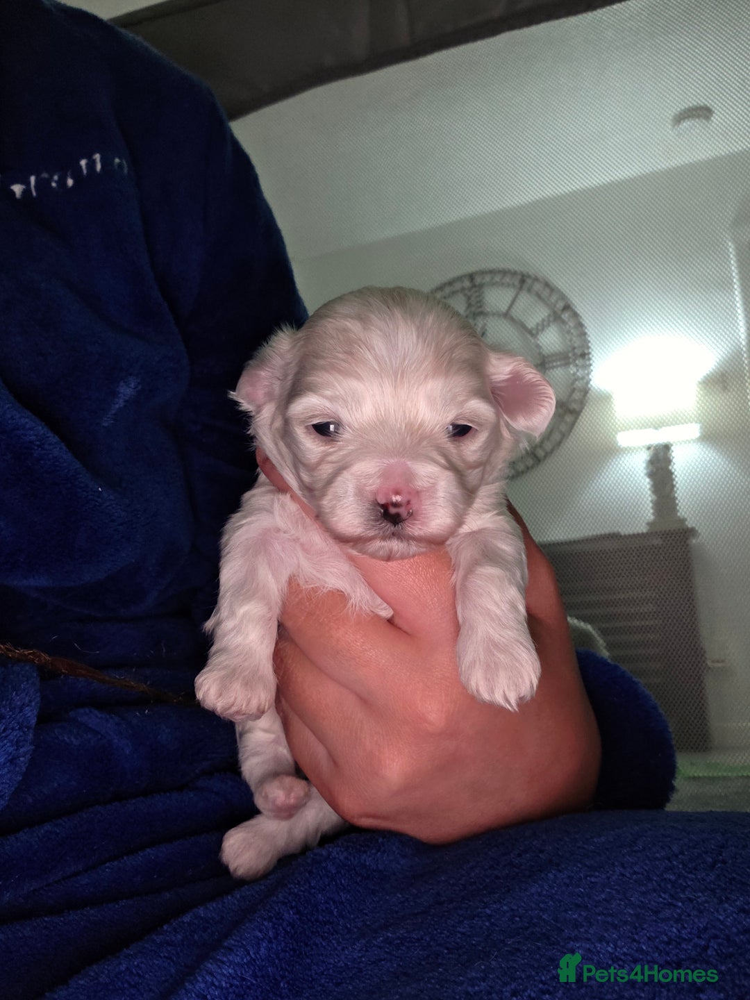 Maltipoo dogs for sale: Unique Korean miniature Maltipoos 🐶 🏡 🐾  - Advert 20