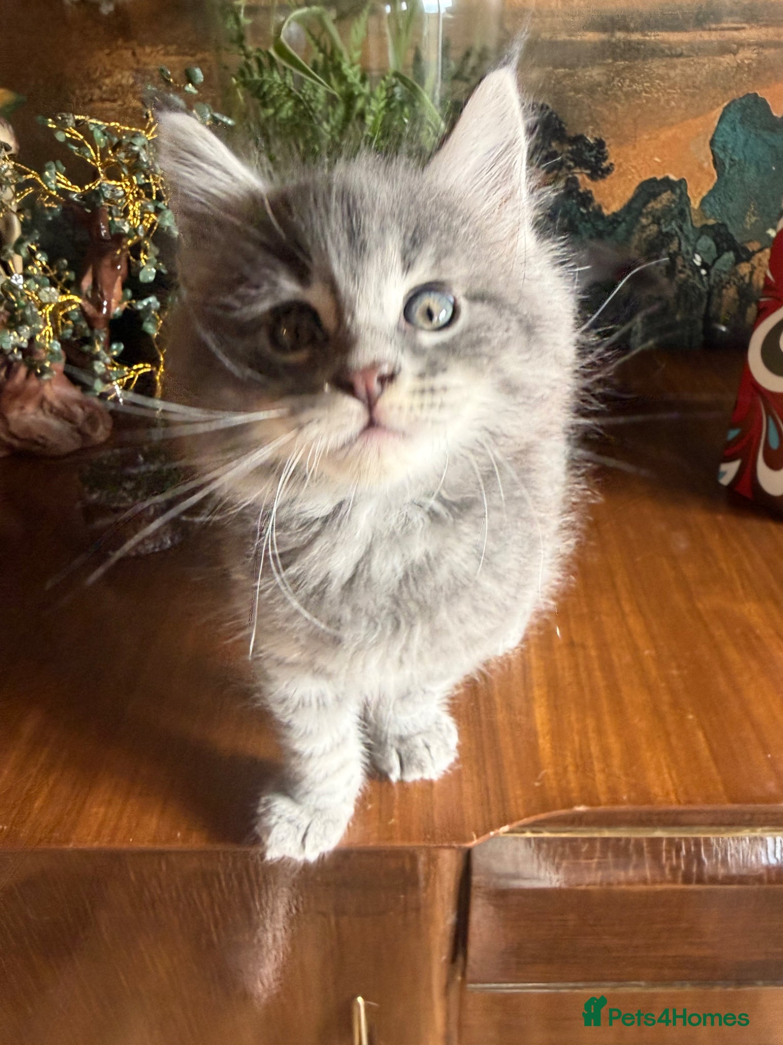 Maine Coon cats Maine Coon  - Advert 16