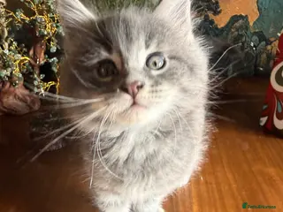 Maine Coon cats Maine Coon - Advert 1