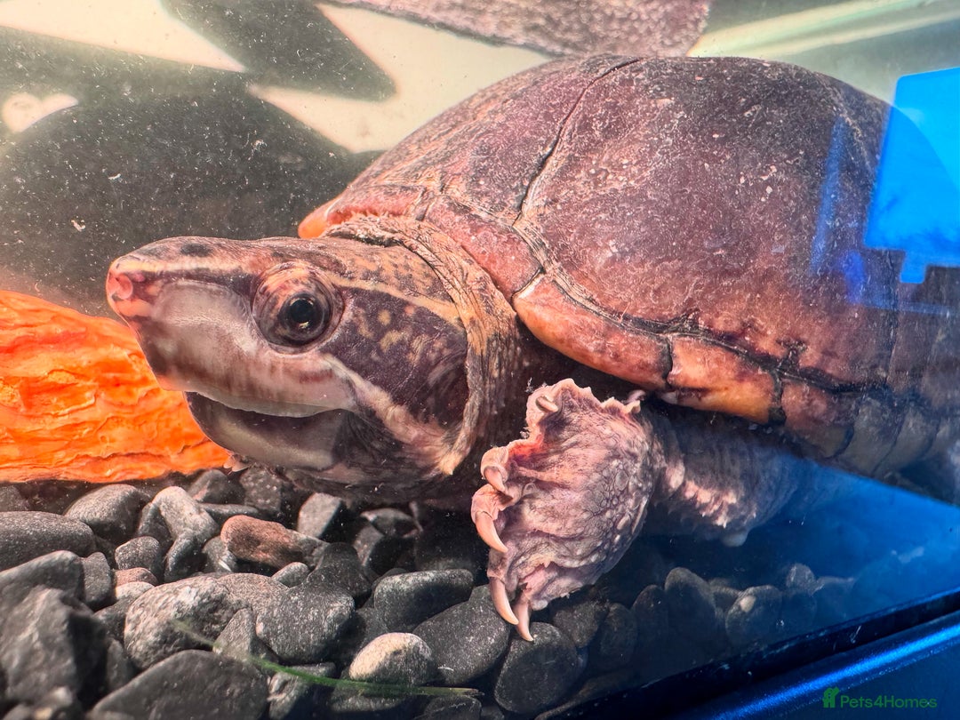 Turtle reptiles for sale: Two musk turtles - Advert 8